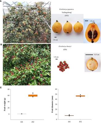 Comprehensive metabolome and transcriptome analyses demonstrate divergent anthocyanin and carotenoid accumulation in fruits of wild and cultivated loquats